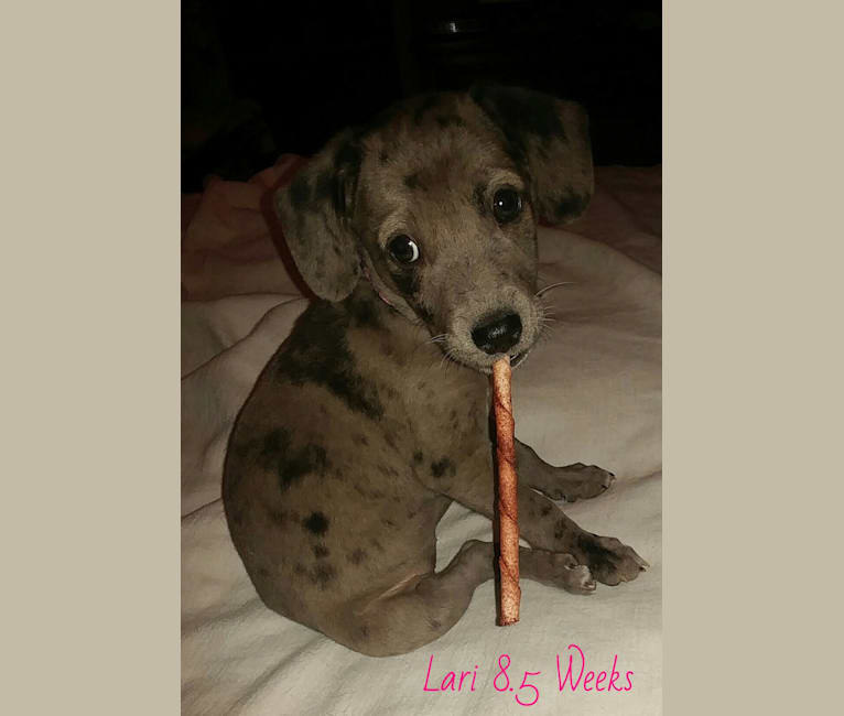 Photo of Lari, a Chihuahua, American Pit Bull Terrier, Dachshund, American Staffordshire Terrier, Chow Chow, and Mixed mix in Phoenix, Arizona, USA