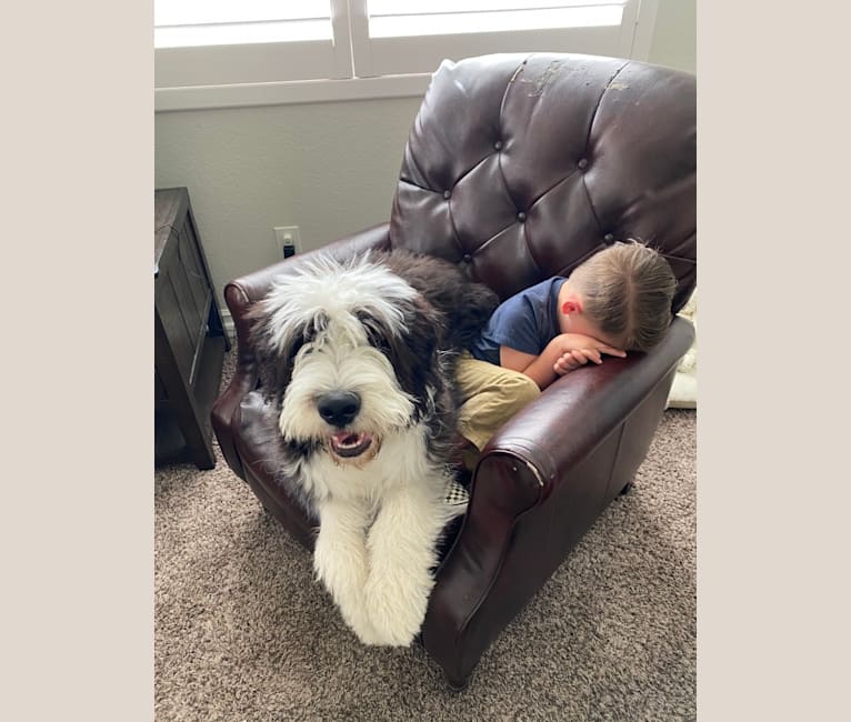 Theodore Woodson Nicholas, a Saint Bernard and Old English Sheepdog mix tested with EmbarkVet.com