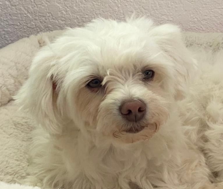Photo of Buddy, a Maltese and Chihuahua mix in Albuquerque, New Mexico, USA