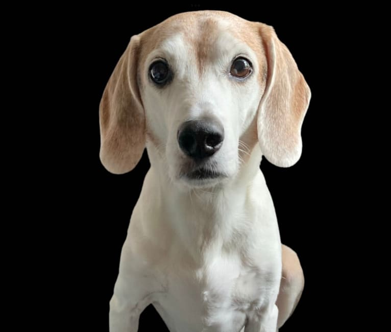 Edward, a Beagle and Russell-type Terrier mix tested with EmbarkVet.com