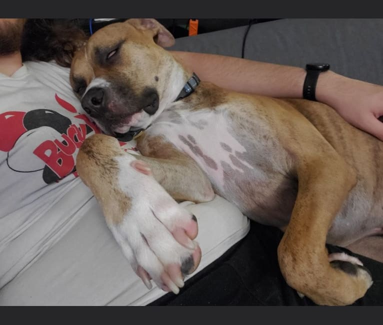 Coffee, an American Pit Bull Terrier and Boxer mix tested with EmbarkVet.com