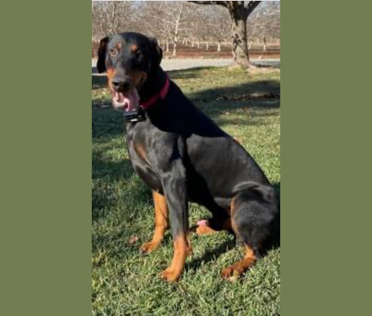 Sheba, a Doberman Pinscher and Treeing Walker Coonhound mix tested with EmbarkVet.com