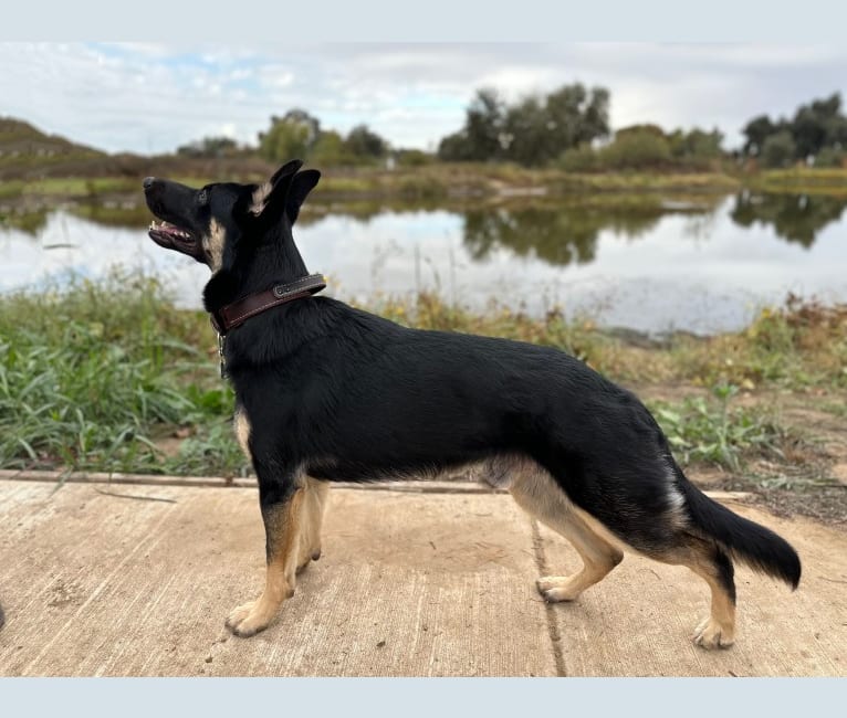 Pyro, a German Shepherd Dog (6.9% unresolved) tested with EmbarkVet.com