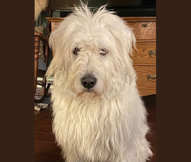 Phinehas, a Great Pyrenees and Komondor mix tested with EmbarkVet.com