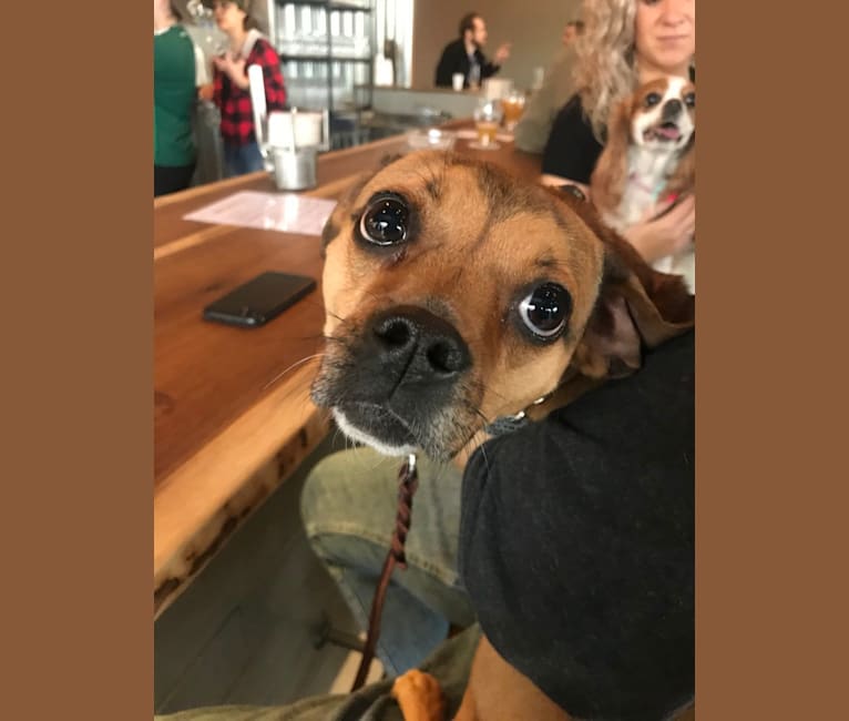 Embark Dog DNA Test - Breed