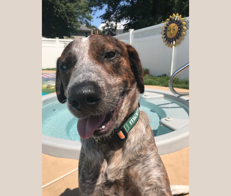 Bear, an Australian Cattle Dog and Bluetick Coonhound mix tested with EmbarkVet.com