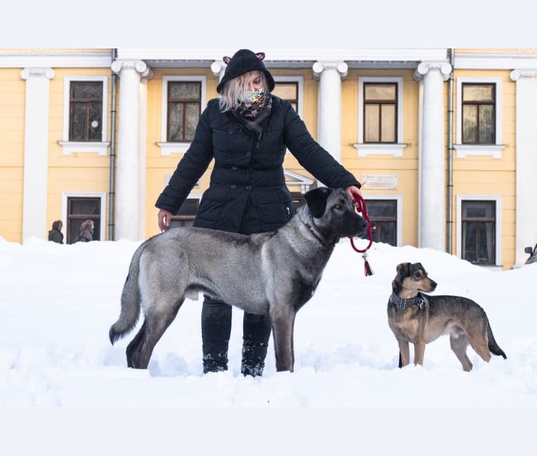 Dracul Panter Adal-Asgul, an Anatolian Shepherd Dog tested with EmbarkVet.com