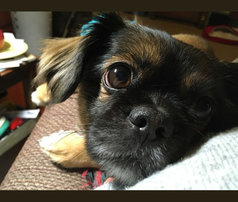 Neville, a Pekingese and Chihuahua mix tested with EmbarkVet.com