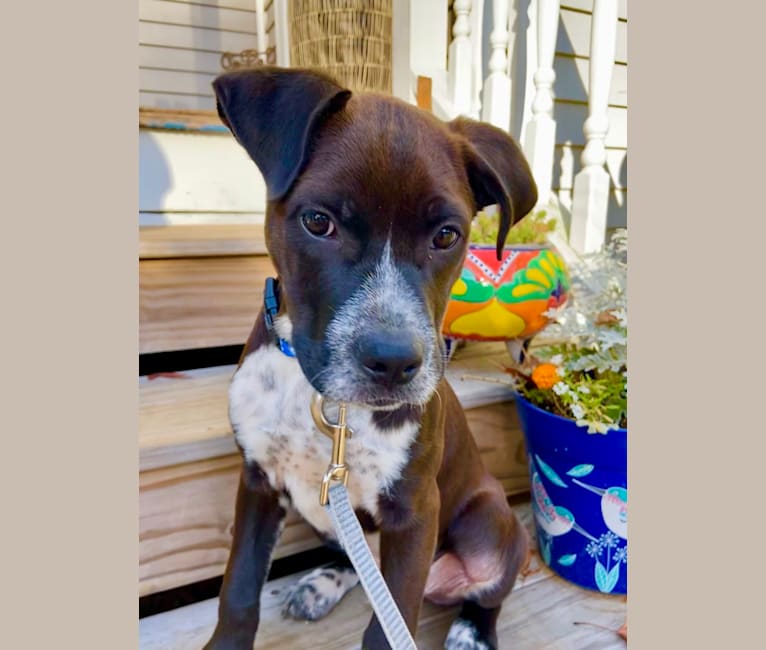 Tommy, a Boxer and American Pit Bull Terrier mix tested with EmbarkVet.com