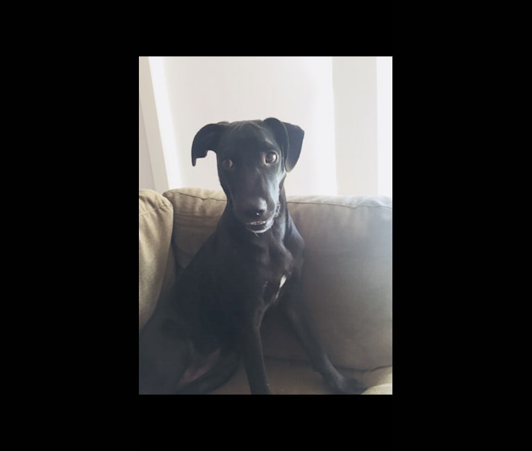 Coco, a Labrador Retriever and Bulldog mix tested with EmbarkVet.com