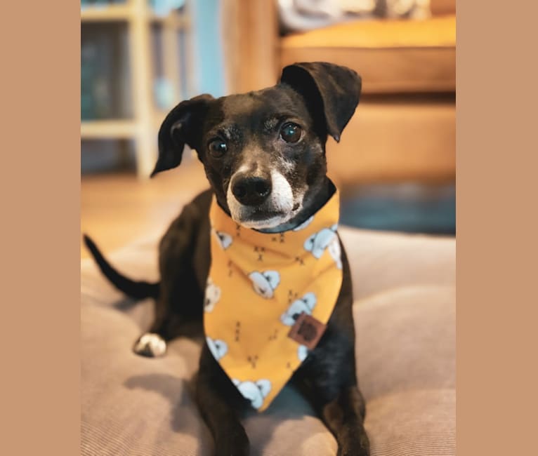 Mister Bo, a German Shorthaired Pointer and Chihuahua mix tested with EmbarkVet.com