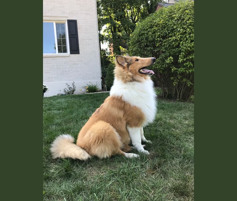 Photo of Laddie, a Collie  in Danville, PA, USA