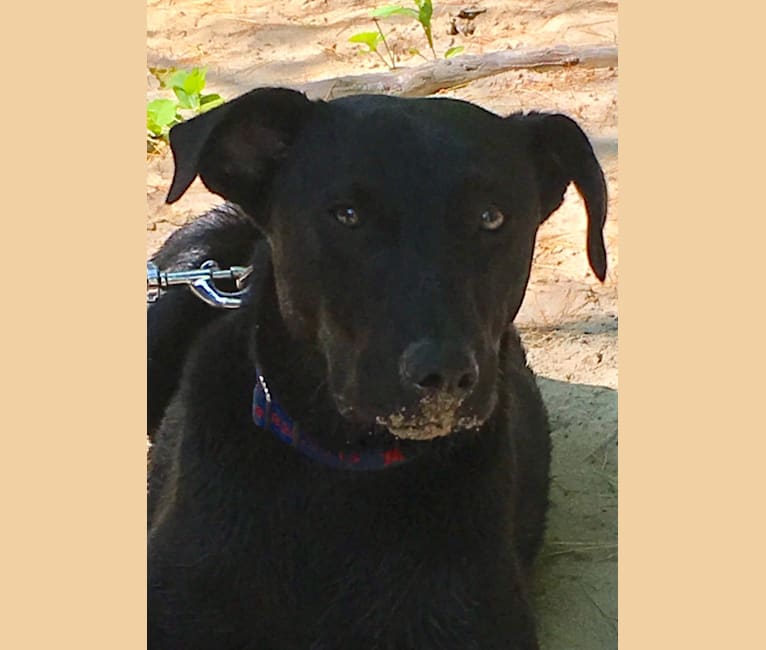 Drax, a Labrador Retriever and American Staffordshire Terrier mix tested with EmbarkVet.com