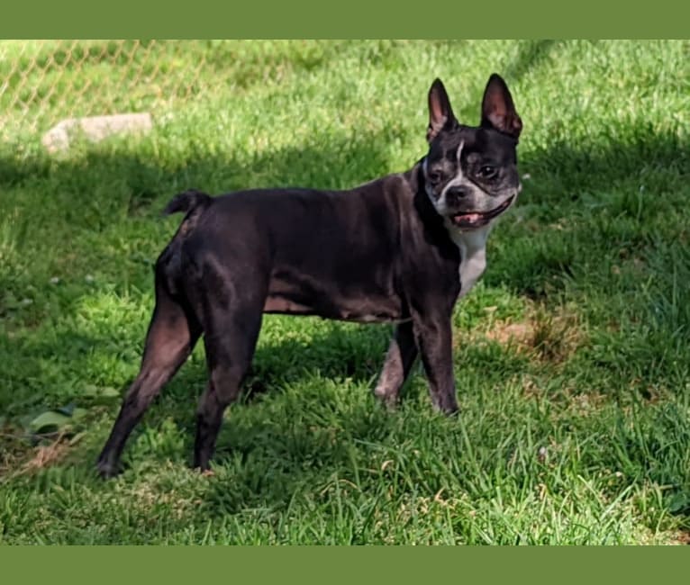 Sleepwalker Leela LaRue, a Boston Terrier tested with EmbarkVet.com