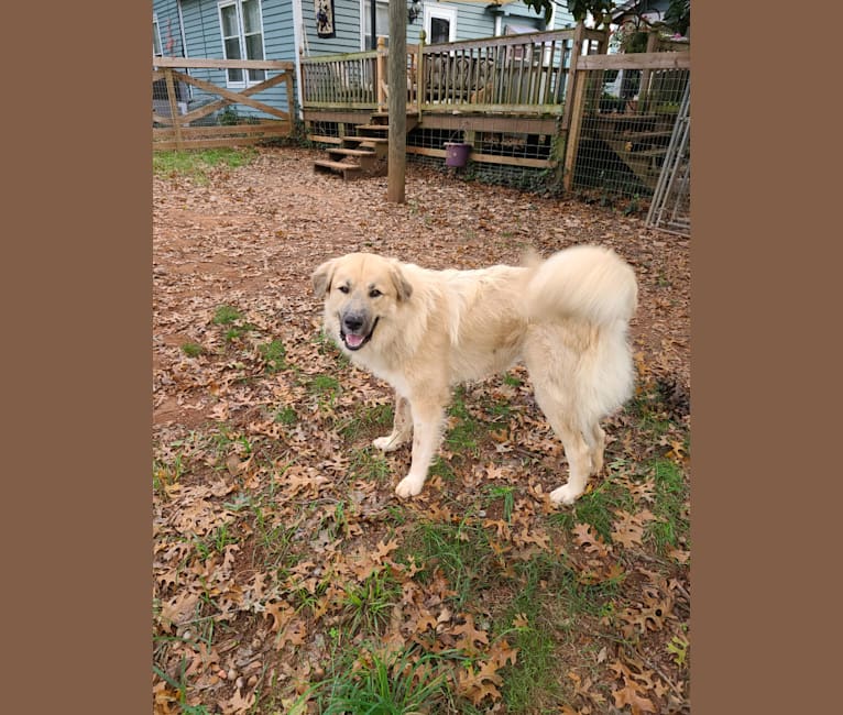 Rebel, a Great Pyrenees and Anatolian Shepherd Dog mix tested with EmbarkVet.com