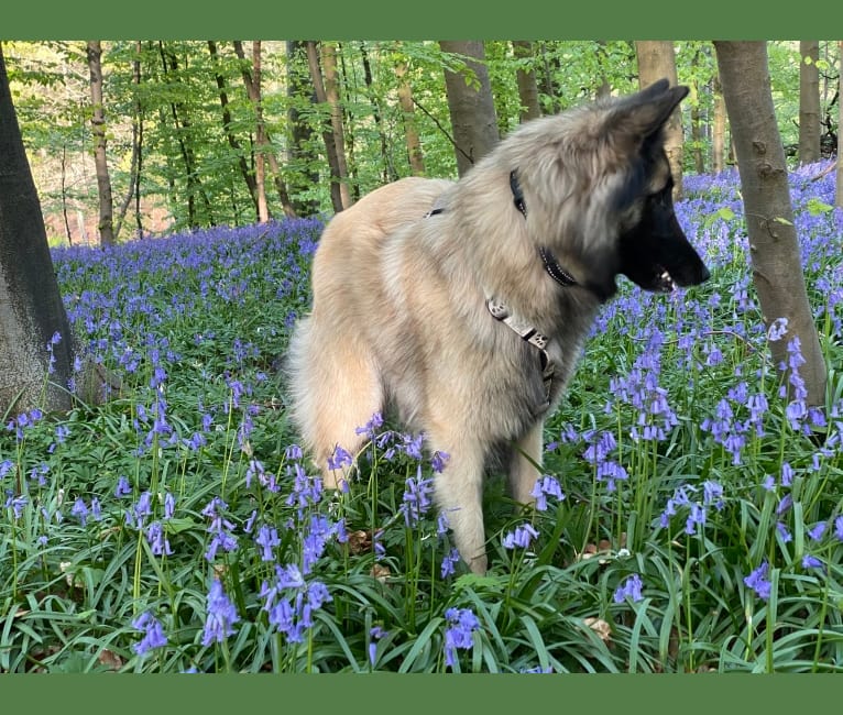 Quassia des Loups du Shadog, a Belgian Shepherd tested with EmbarkVet.com
