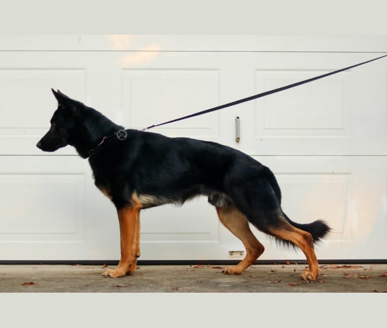 Canon, a German Shepherd Dog tested with EmbarkVet.com