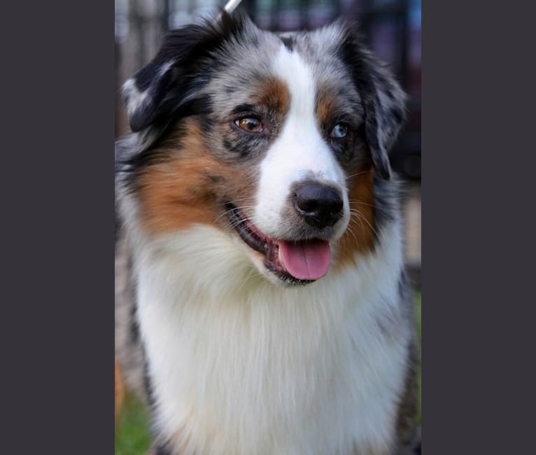 Cedar valley mini discount aussies