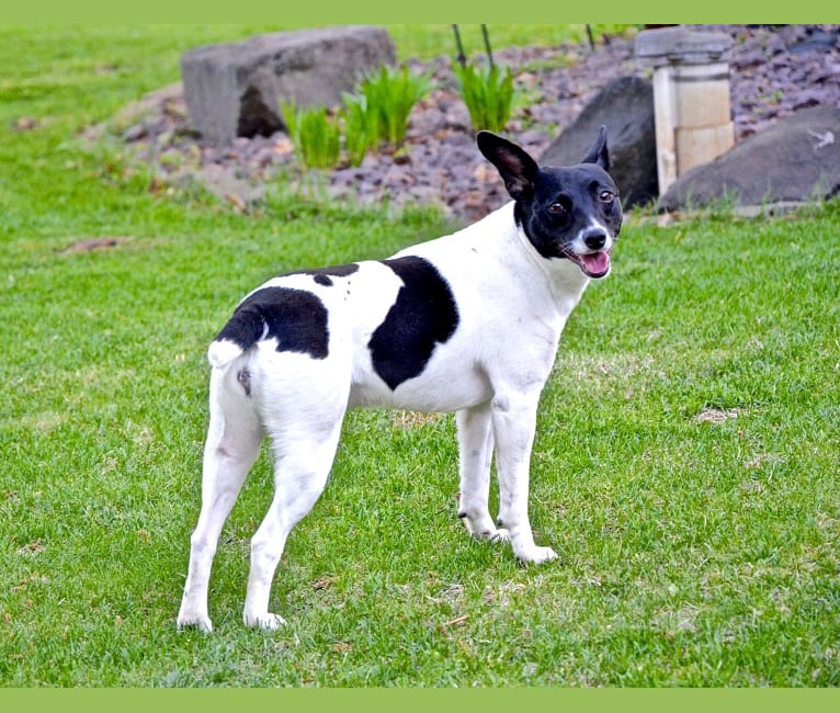 Maisey, a Rat Terrier and Toy Fox Terrier mix tested with EmbarkVet.com