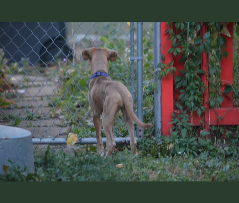 Lila, an American Pit Bull Terrier and Labrador Retriever mix tested with EmbarkVet.com