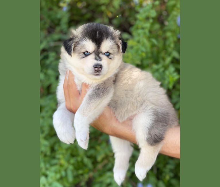 Brady, a Pomsky tested with EmbarkVet.com