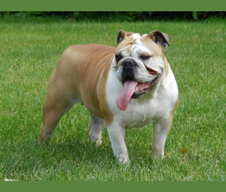 Noel, a Bulldog tested with EmbarkVet.com