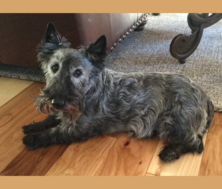 Lilly, a Scottish Terrier tested with EmbarkVet.com