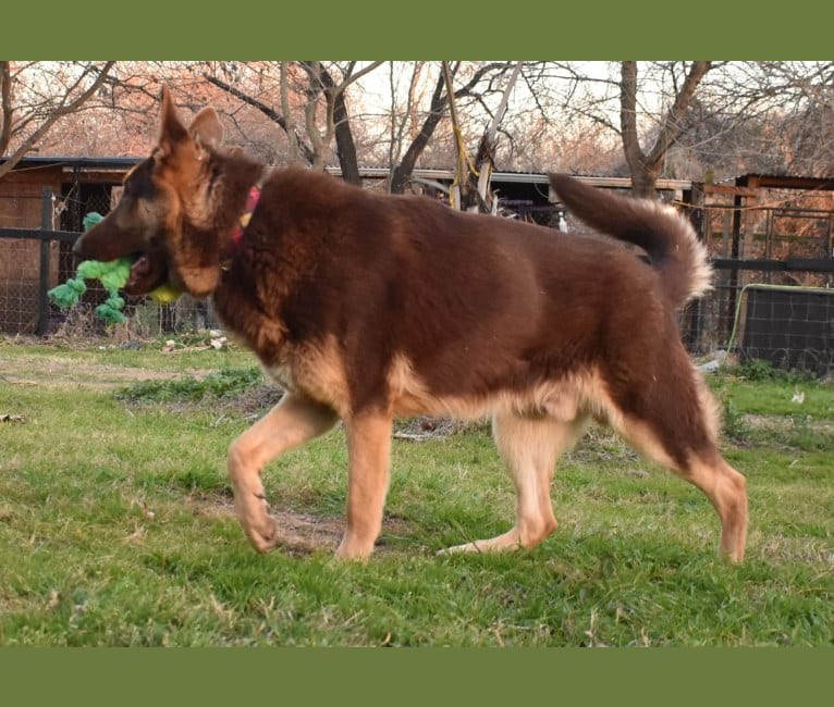 Bell's whiskey bear von Wolfgang haus, a German Shepherd Dog tested with EmbarkVet.com