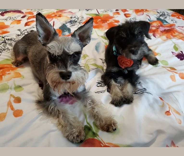 Sawyer, a Miniature Schnauzer tested with EmbarkVet.com