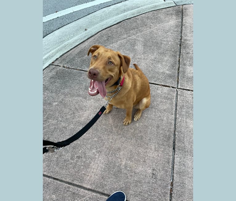 Milo, an American Pit Bull Terrier and Rottweiler mix tested with EmbarkVet.com
