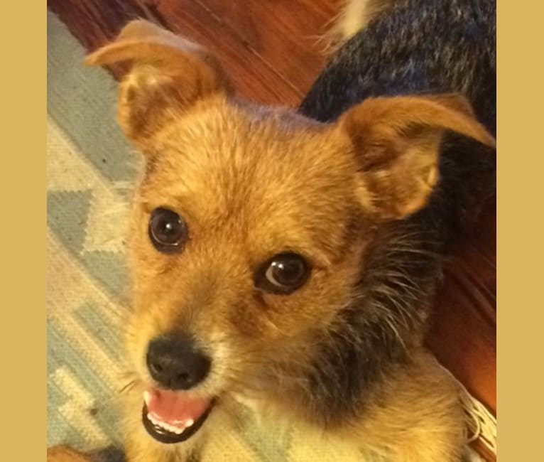 Piper, a Chorkie (7.6% unresolved) tested with EmbarkVet.com