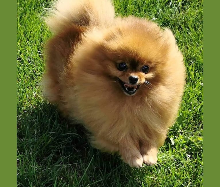 Poupée, a Pomeranian tested with EmbarkVet.com