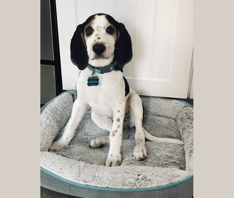 Boone, an American English Coonhound tested with EmbarkVet.com