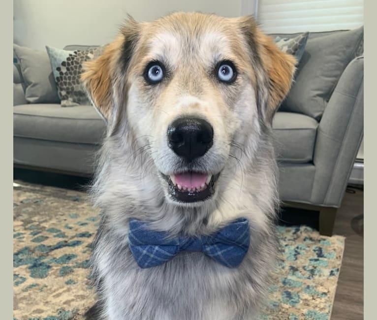 Siberian golden retriever mix sales