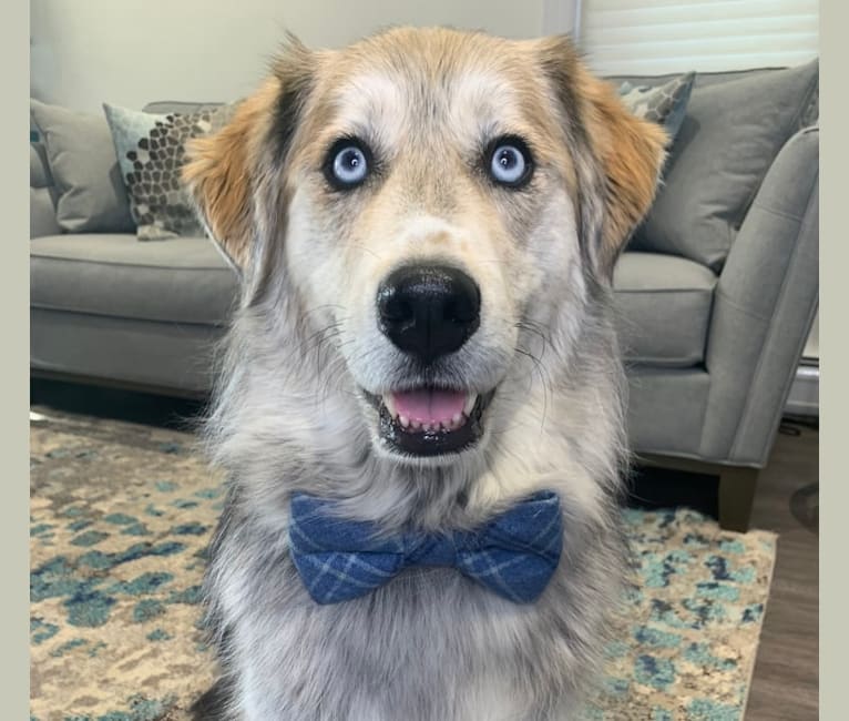 Tyson, a Golden Retriever and Siberian Husky mix tested with EmbarkVet.com