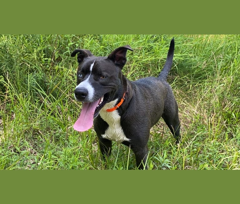 Bear, an American Pit Bull Terrier and Siberian Husky mix tested with EmbarkVet.com