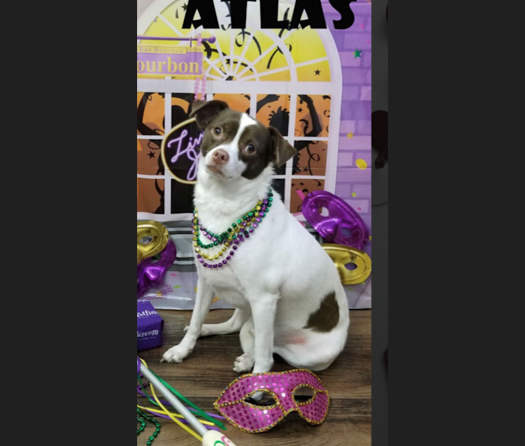 Atlas, a Chihuahua and Shih Tzu mix tested with EmbarkVet.com