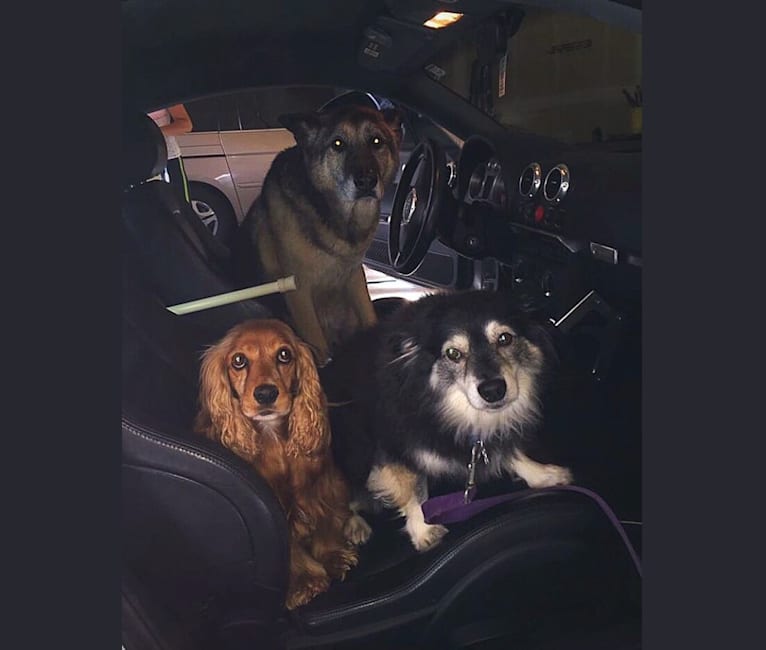 Photo of Pucci, an American Eskimo Dog, Chihuahua, and Pomeranian mix