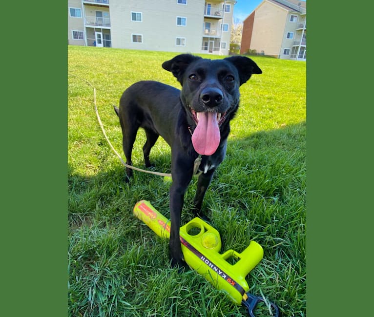 Nala, a Border Collie and American Pit Bull Terrier mix tested with EmbarkVet.com