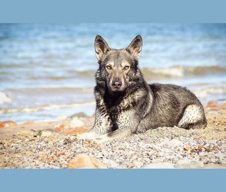 Bran, a German Shepherd Dog and Saarloos Wolfdog mix tested with EmbarkVet.com