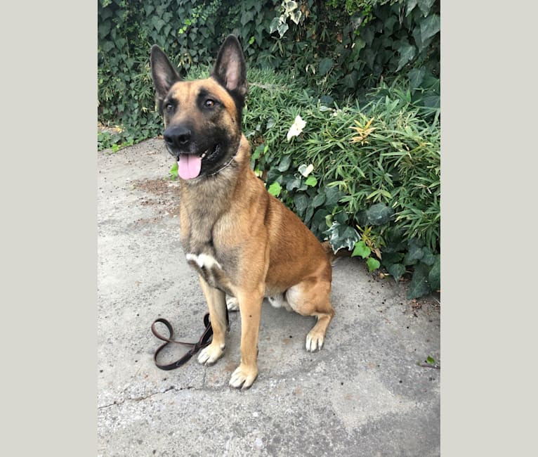 Boogy, a Belgian Malinois and German Shepherd Dog mix tested with EmbarkVet.com