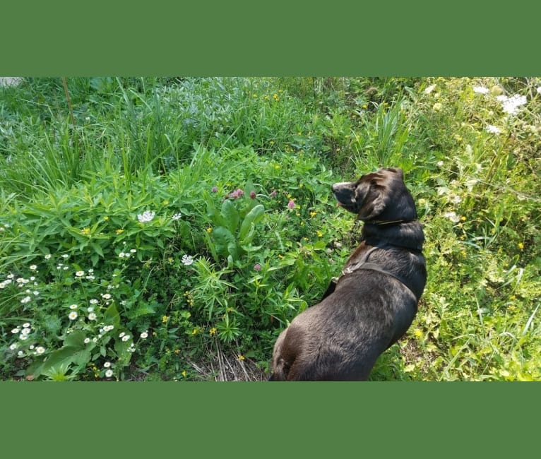 Bea, an American Foxhound and Labrador Retriever mix tested with EmbarkVet.com