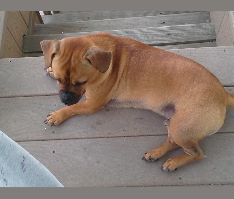 Oliver, a Pekingese and American Pit Bull Terrier mix tested with EmbarkVet.com