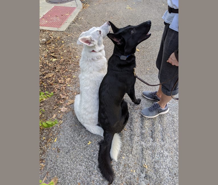 Lawine, a German Shepherd Dog tested with EmbarkVet.com