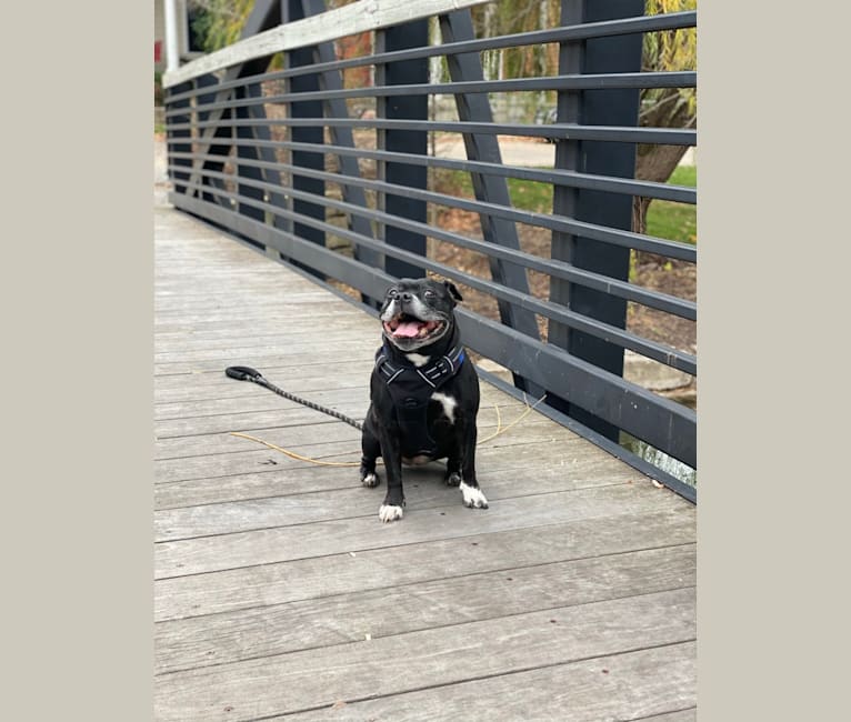 Photo of Emily, a Staffordshire Bull Terrier  in California, USA