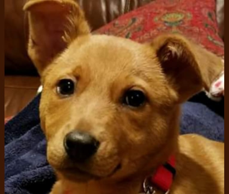 Australian cattle pitbull mix shop