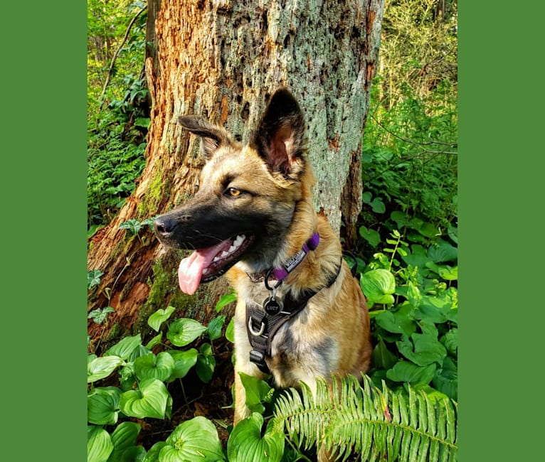 Lucy, a Formosan Mountain Dog tested with EmbarkVet.com