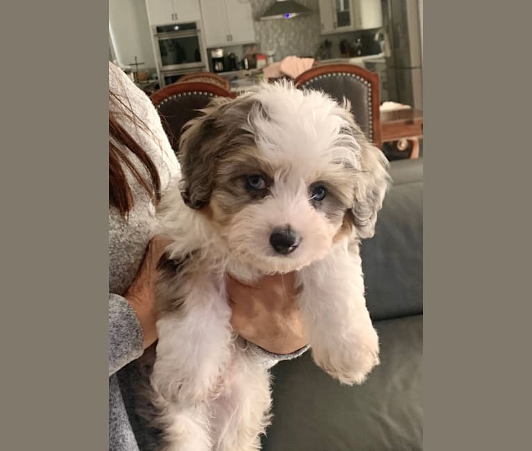 Bichon frise australian shepherd mix best sale