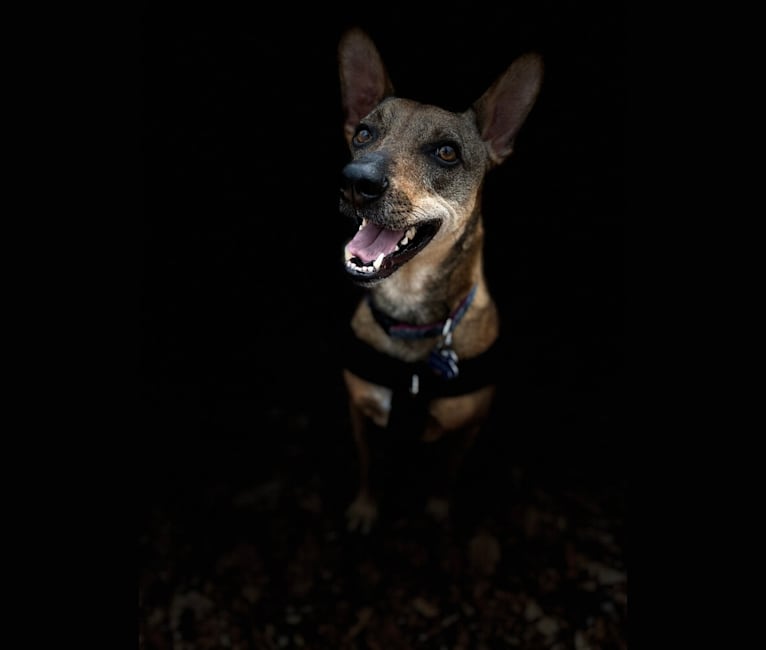 Desi, a South Asian Village Dog tested with EmbarkVet.com