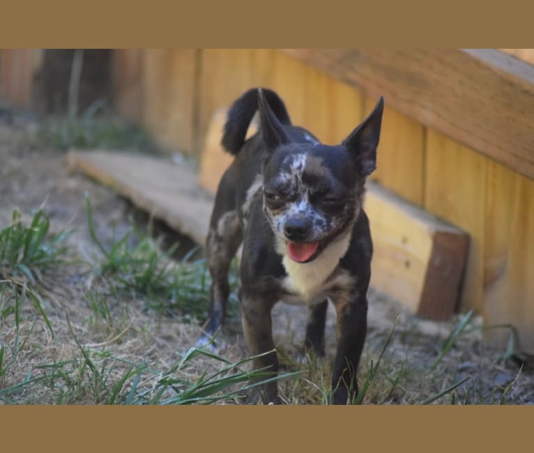 Tyler, a Chihuahua tested with EmbarkVet.com